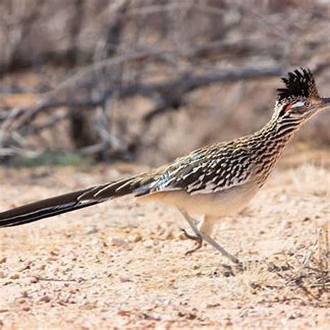 Roadrunners eat a wide variety of food and their diet consists of both meat and vegetation. . Where do roadrunners go in the winter